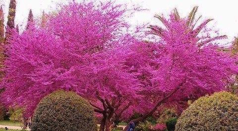 عکس از درخت ارغوان