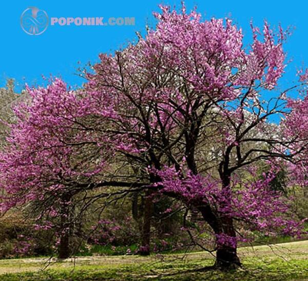 عکس گل درخت ارغوان