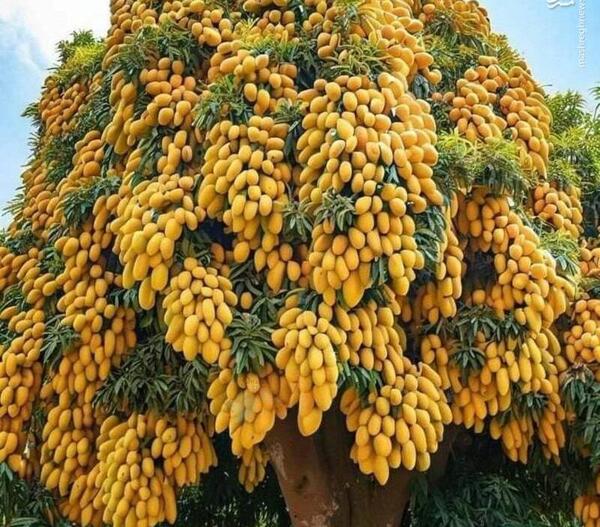 عکس گل درخت ارغوان