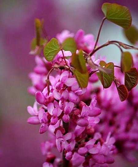 عکس های جدید ارغوان