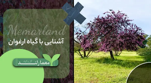 عکس از گل ارغوان