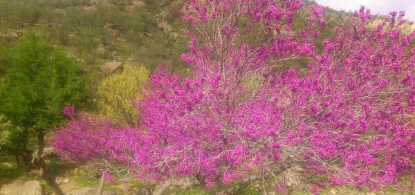 عکس دره ارغوان ایلام