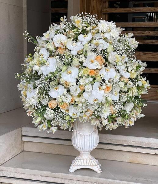 عکس گل زامبیا