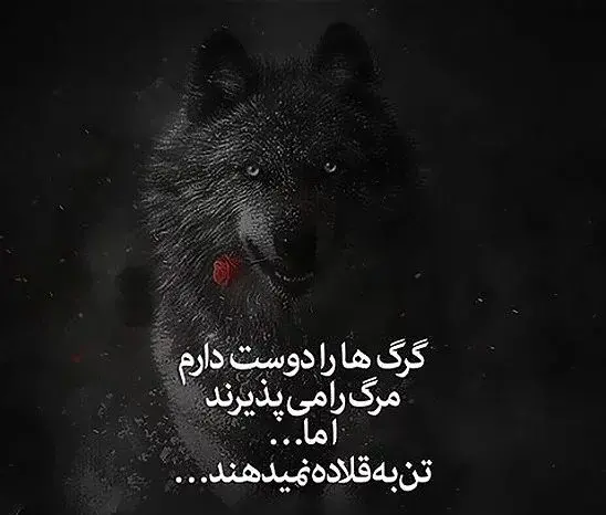 عکس های پروفایل خفن گرگ