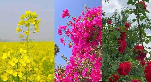 عکس پروفایل دخترانه گلی