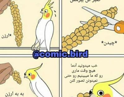 عکس پروفایل با عروس هلندی