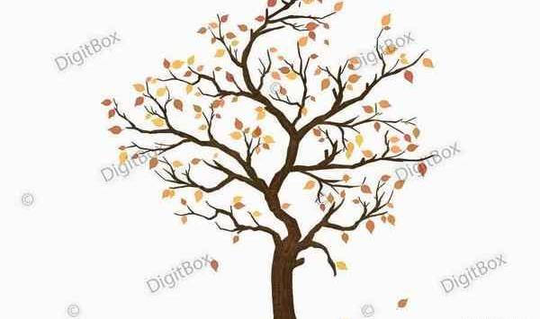 عکس درخت پاییز واقعی