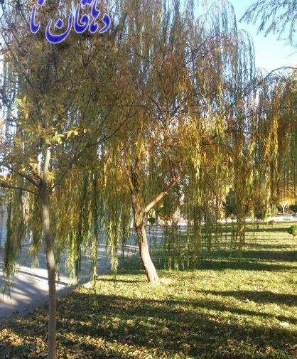 عکس درخت پاییز واقعی