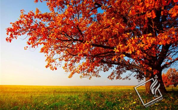 عکس درخت پاییز واقعی