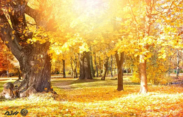 عکس درخت پاییز واقعی