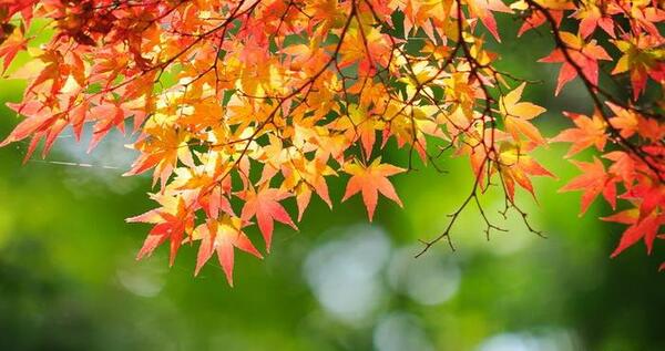 عکس فصل پاییز