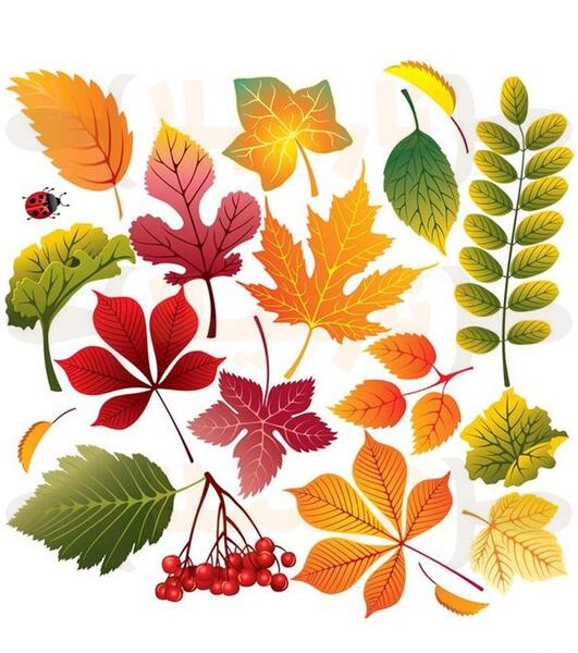 عکس برگ پاییزی برای روی کیک