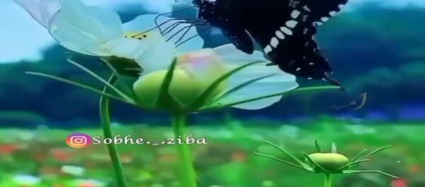 عکس استوری صبح بخیر شاد ترکی