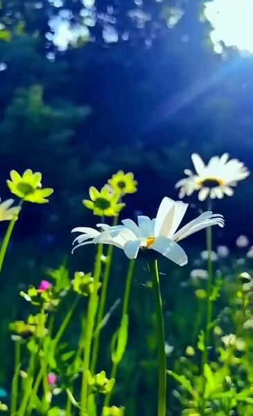 عکس فیلم طبیعت برای استوری اینستا
