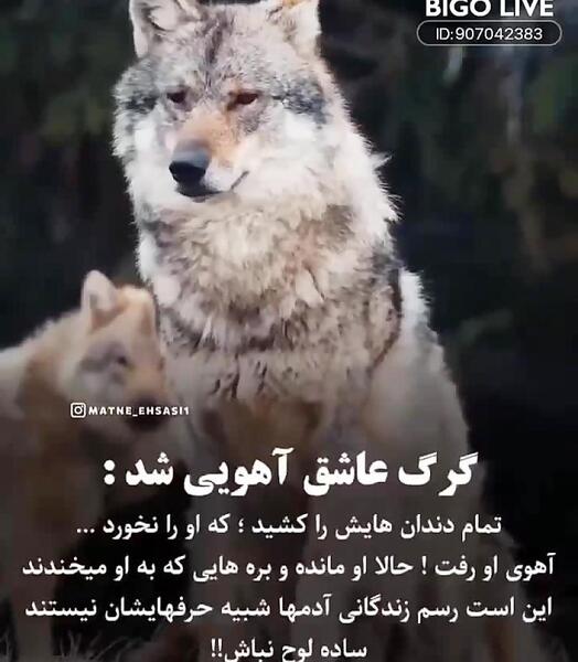 عکس استوری گرگ مغرور