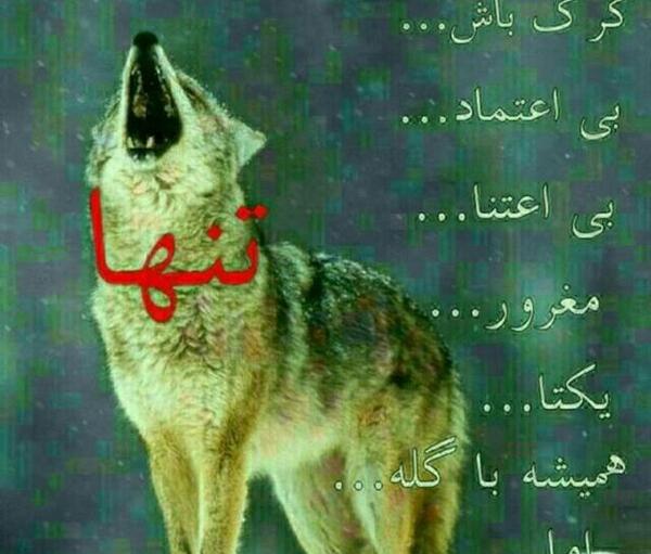 عکس استوری گرگ مغرور