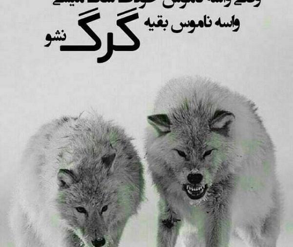 عکس استوری گرگ مغرور