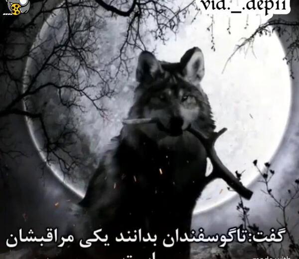 عکس استوری گرگ مغرور