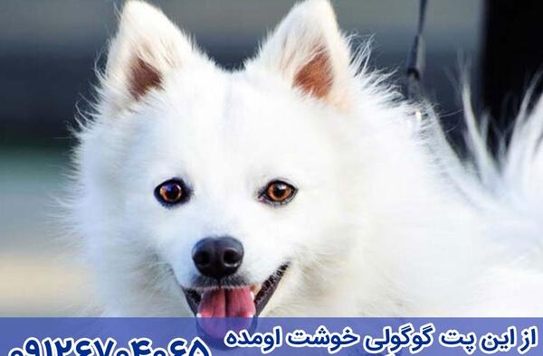 عکس سگ اشپیتز گوش افتاده