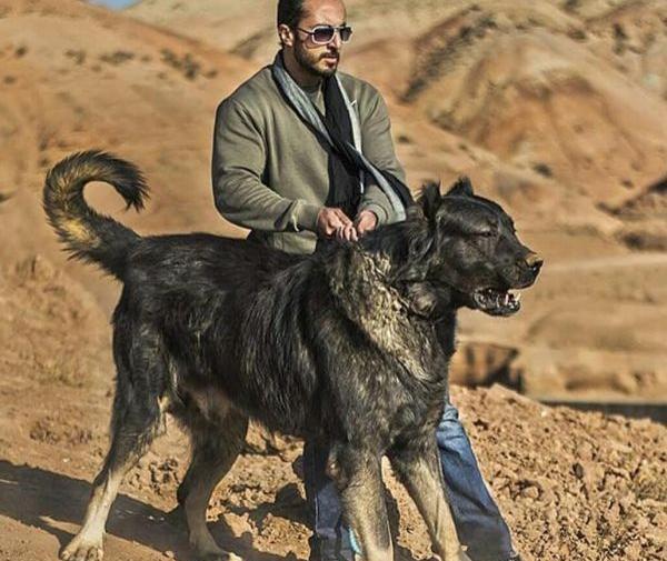 عکس سگ افغان سیاه