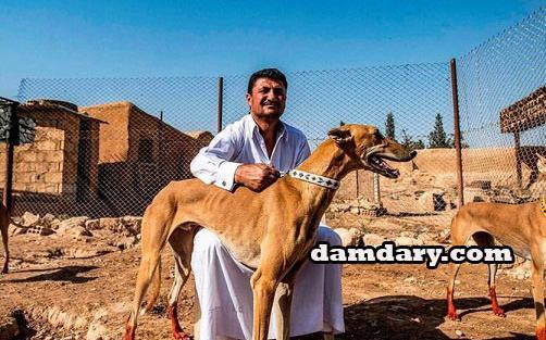 عکس سگ ایرانی بزرگ