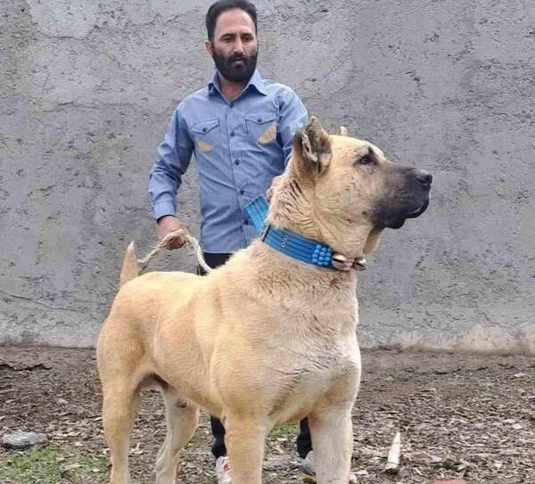 عکس سگ ایرانی بزرگ