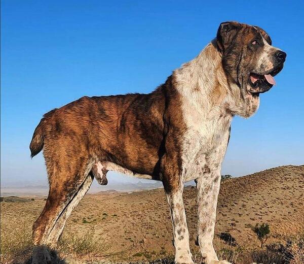 عکس سگ ایرانی بزرگ