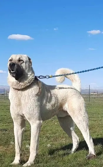 عکس سگ ایرانی سرابی