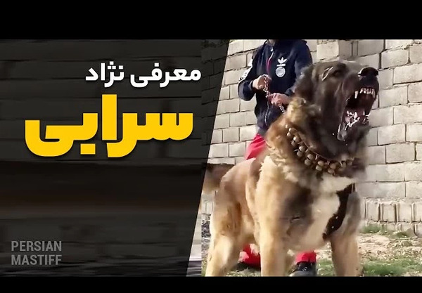 عکس سگ ایرانی سرابی