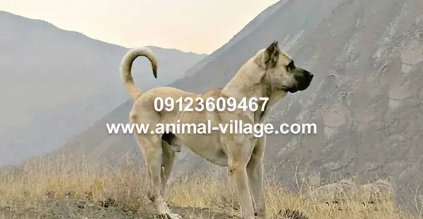 عکس سگ ایرانی سرابی