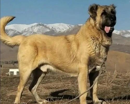 عکس سگ ایرانی سرابی