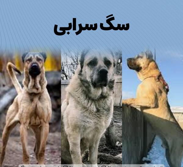 عکس سگ ایرانی سرابی