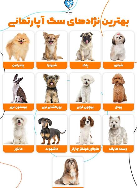 عکس سگ ایرانی کوچک