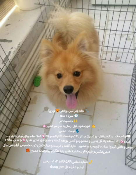 عکس سگ اشپیتز پامر روباهی