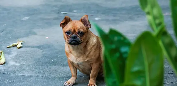 عکس سگ بولداگ کوچک
