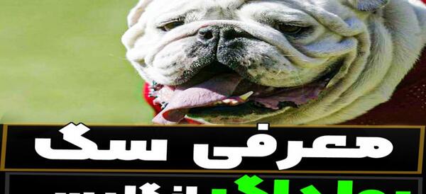 عکس سگ بولداگ کوچک
