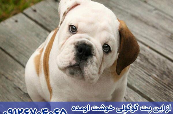 عکس سگ بولداگ سفید