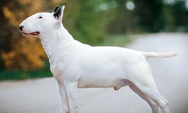 عکس سگ بولداگ سفید