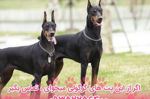 عکس سگ بولداگ مشکی