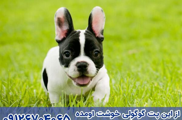 عکس سگ بولداگ مشکی