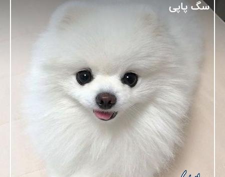 عکس سگ پاپی پشمالو