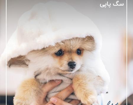 عکس سگ پاپتی