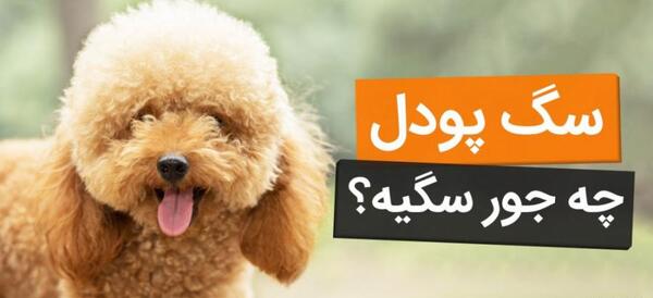 عکس سگ پودل کراس