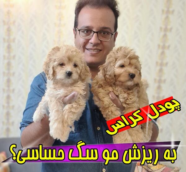 عکس سگ پودل کراس