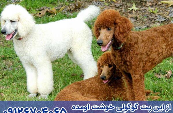 عکس سگ پودل بزرگ