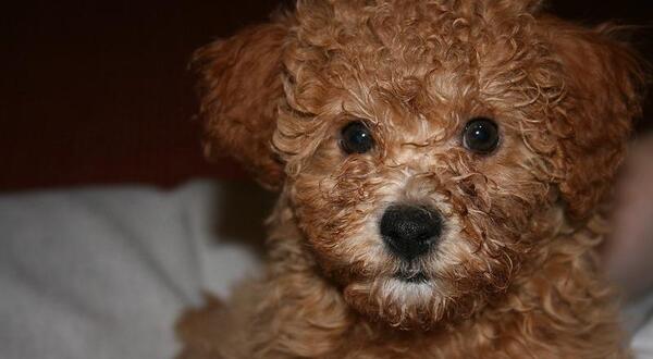 عکس سگ پودل بزرگ