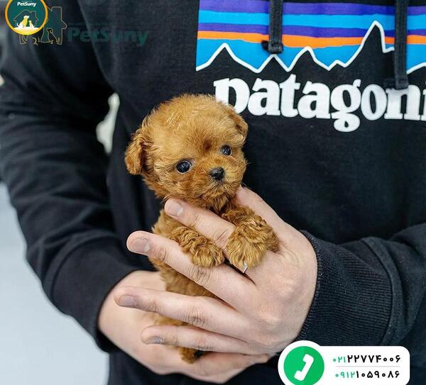 عکس سگ پودل مینیاتوری