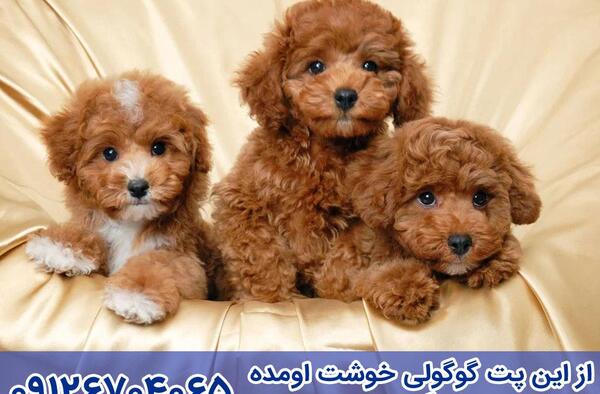 عکس سگ پودل تریر