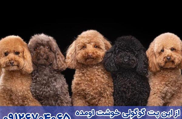 عکس سگ پودل مشکی