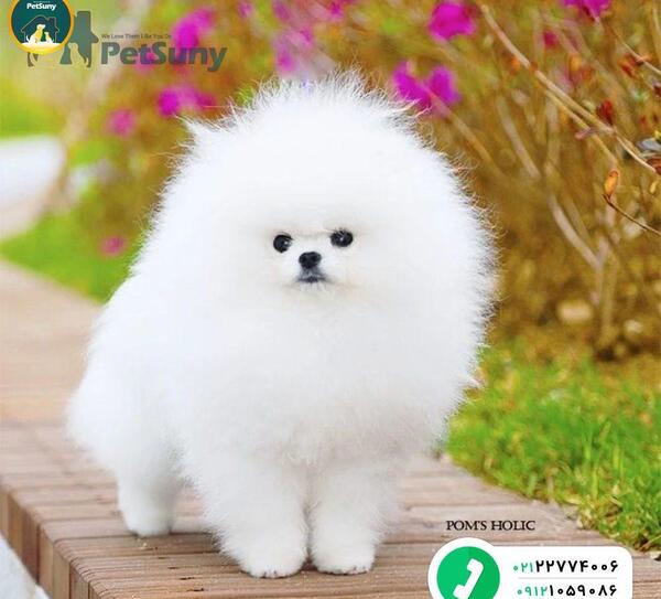 عکس سگ پامرین خرسی سفید
